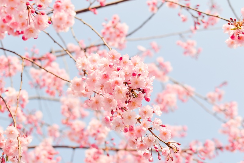 5 poemas para la primavera | SlowTales