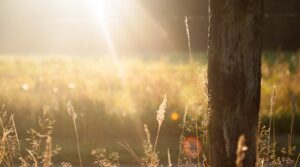 Libro que celebran la naturaleza | SlowTales